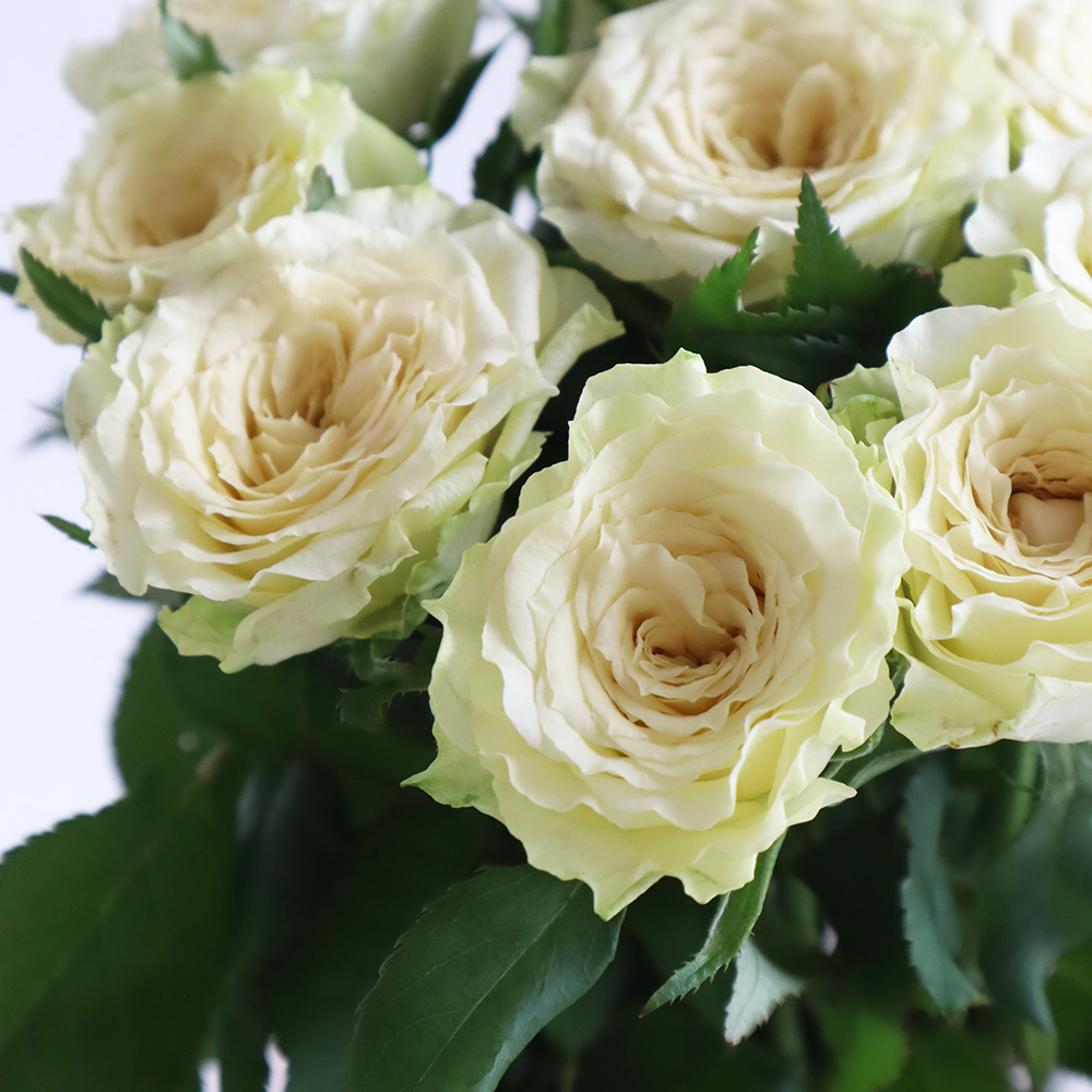 【08直前】【生花】バラ　リップル(白・オープンタイプ)遠州夢咲　30cm新品種