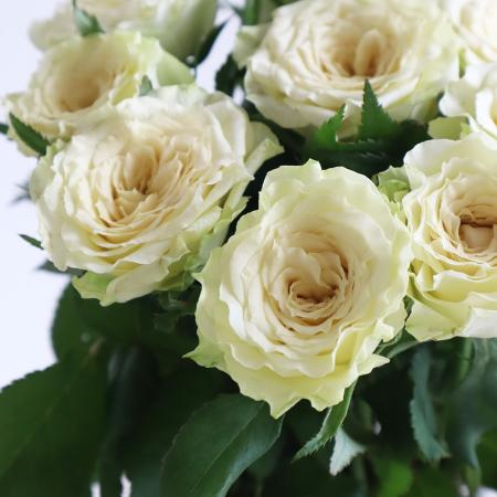 【08直前】【生花】バラ　リップル(白・オープンタイプ)遠州夢咲　30cm新品種