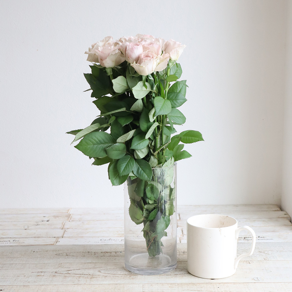 08直前】バラ コービス(シルバーピンク)遠州夢咲 30cm 新品種【生花