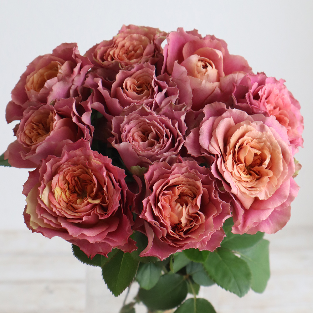 08直前SE】【生花】バラ ダズンミーンエニシング 30cm 堀木バラ園 - 花