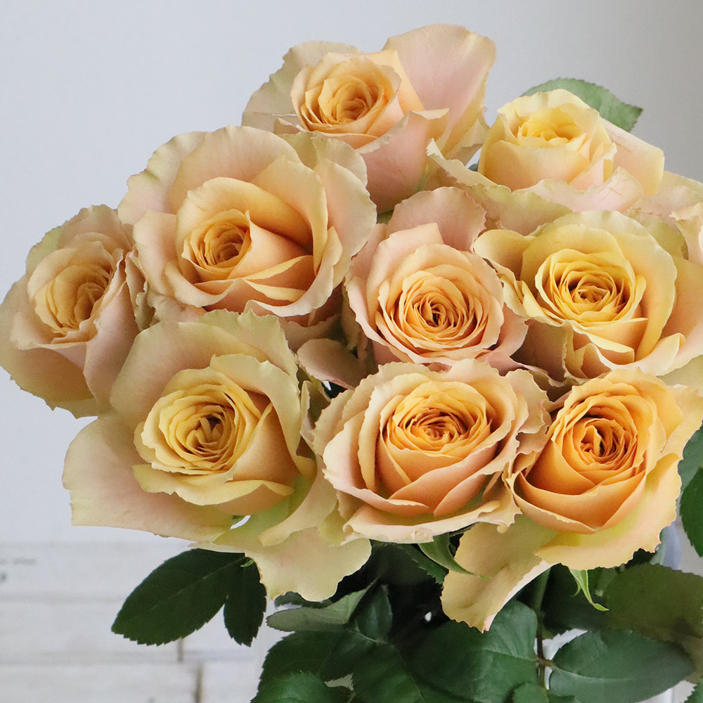 08直前!】バラ サウザンドマイルズ 30cm 堀木園芸 - 花材通販はなどん