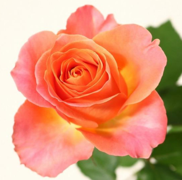 生花】バラ クラレンス+ 國枝バラ園 - 花材通販はなどんやアソシエ