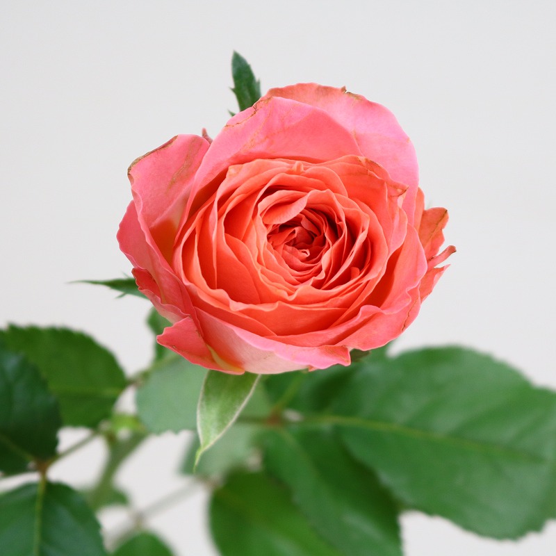 生花】バラ クラレンス+ 國枝バラ園 - 花材通販はなどんやアソシエ