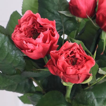 【生花】バラ　リージェントパーク!(ピンク)40cm程度