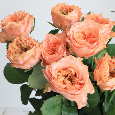 08直前!SE】バラ リビングコーラル 40cm程度 國枝バラ園 - 花材通販は