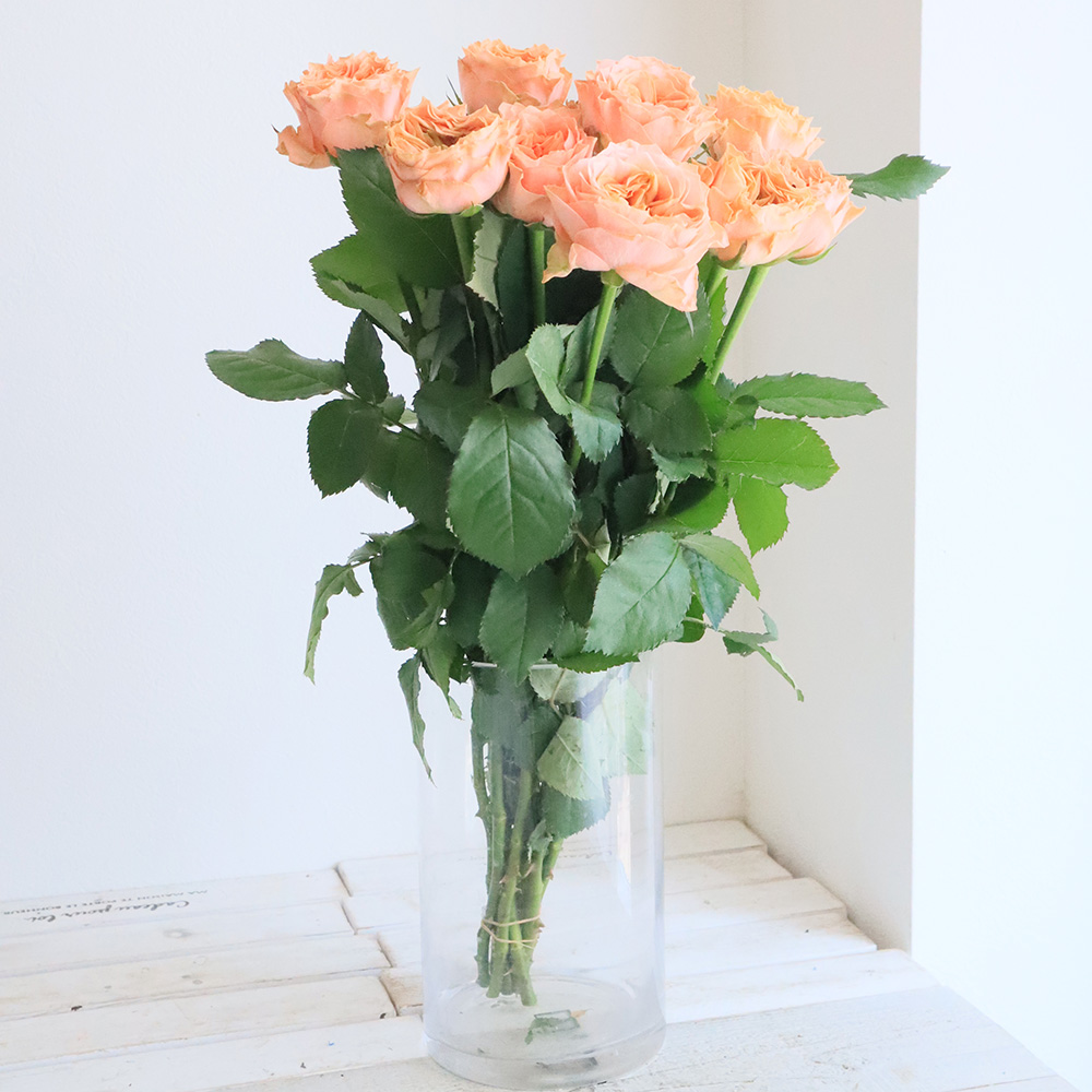 08直前!SE】バラ リビングコーラル 40cm程度 國枝バラ園 - 花材通販は