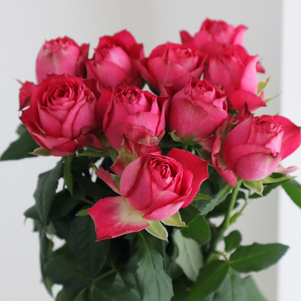 【08直前!】バラ　ビズビズ(赤系・カップ)40cm程度　金田バラ園