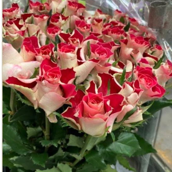 08直前】バラ クイーンエーウィッチ 60CM(リバーシブル系)栃木県