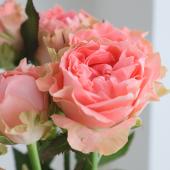 08直前FJ】バラ コーラルガール(ピンク)JAおやま50CM【生花】 - 花材