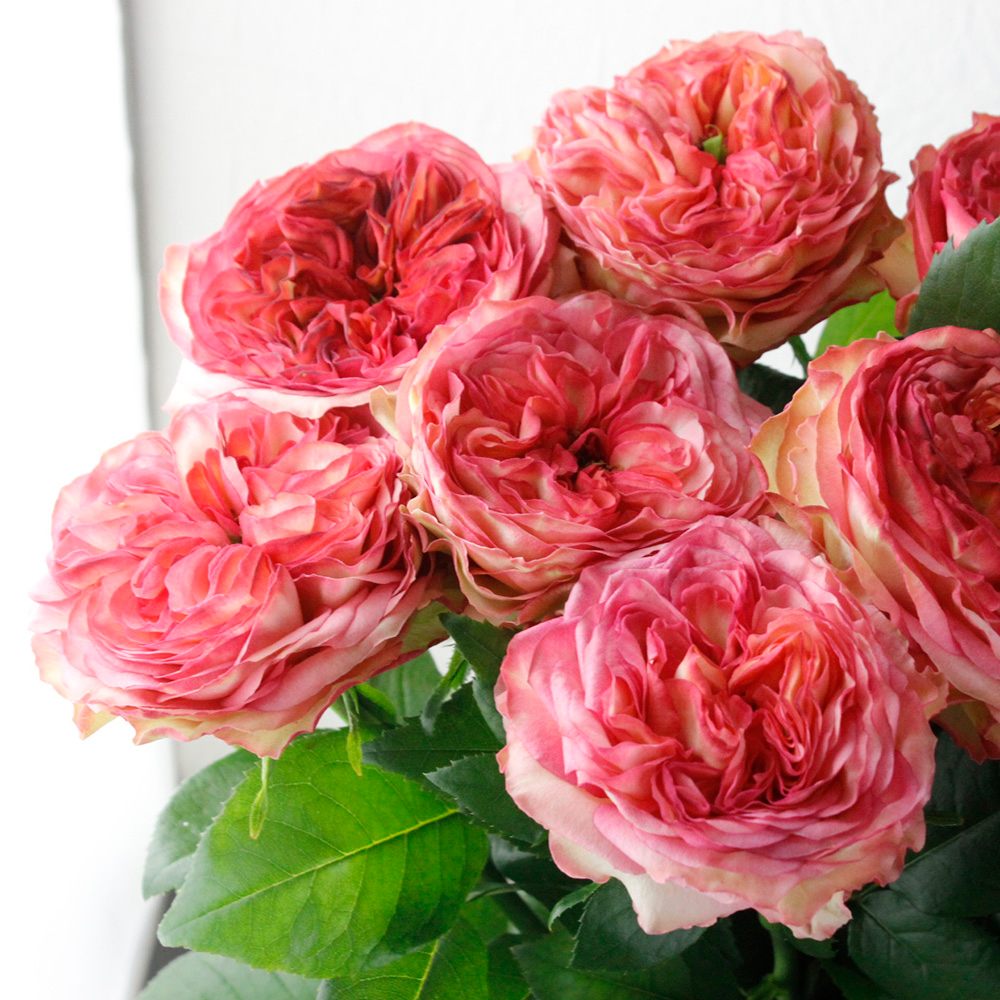 【生花】バラ　スタートレック(ピンク複色系) ■今週のオトク【IT-23】