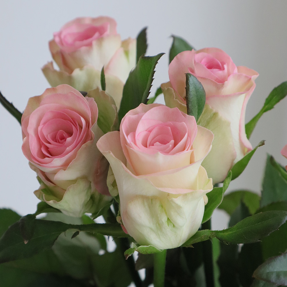 【生花】バラ　スワン+(ピンク)クニエダバラ園【OT】