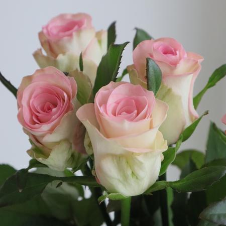 【生花】バラ　スワン+(ピンク)クニエダバラ園【OT】