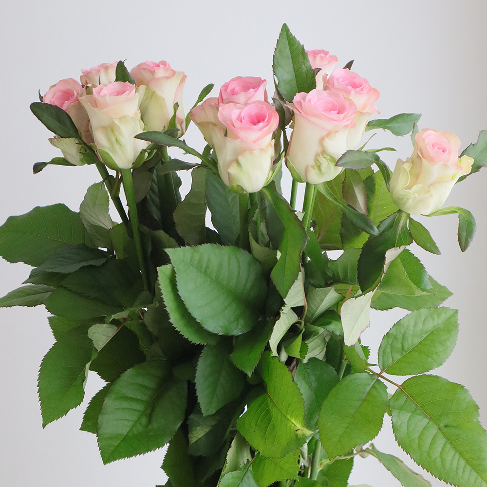 【生花】バラ　スワン+(ピンク)クニエダバラ園【OT】