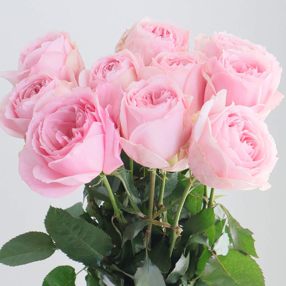 08直前】バラ ノア(ピンク)60cm 初入荷・香りよし!今井ナーセリー - 花