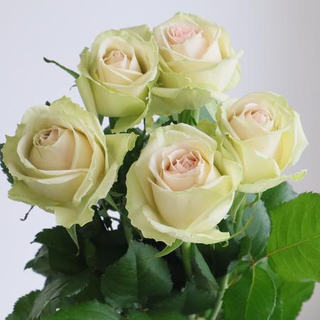【08直前】初入荷!バラ　キョーミ(グリーン系)50cm　豊川ひまわり