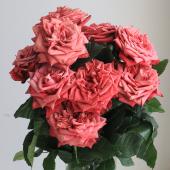 薔薇生花 あゆっと 生花】バラ ビロングトゥー(1輪タイプ)堀木園芸【SETA】 - 花材通販は