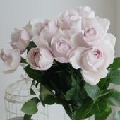 08直前SE】新品種!バラ ポペルカ 40cm-(ピンク) 増田ばら園【生花