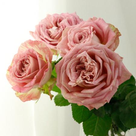 08直前!SE】バラ ギブイットオール 30cm 堀木バラ園【生花