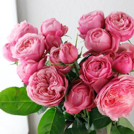 【08直前!】バラ　シルバピンク+(1輪タイプ)40cm森谷バラ園【生花】