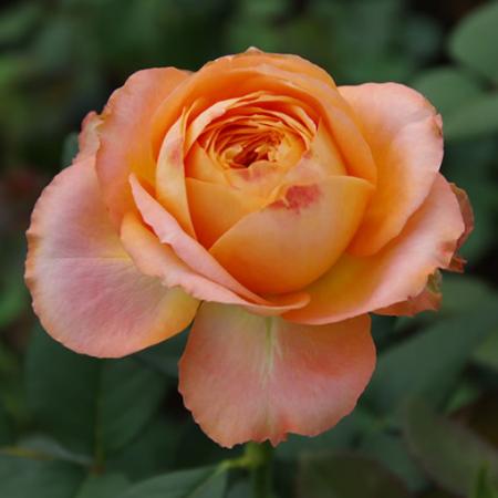 生花 Pt オキツr バラ オレンジロマンチカ アプリコット系 50 60cm 早締切 通販 はなどんやアソシエ