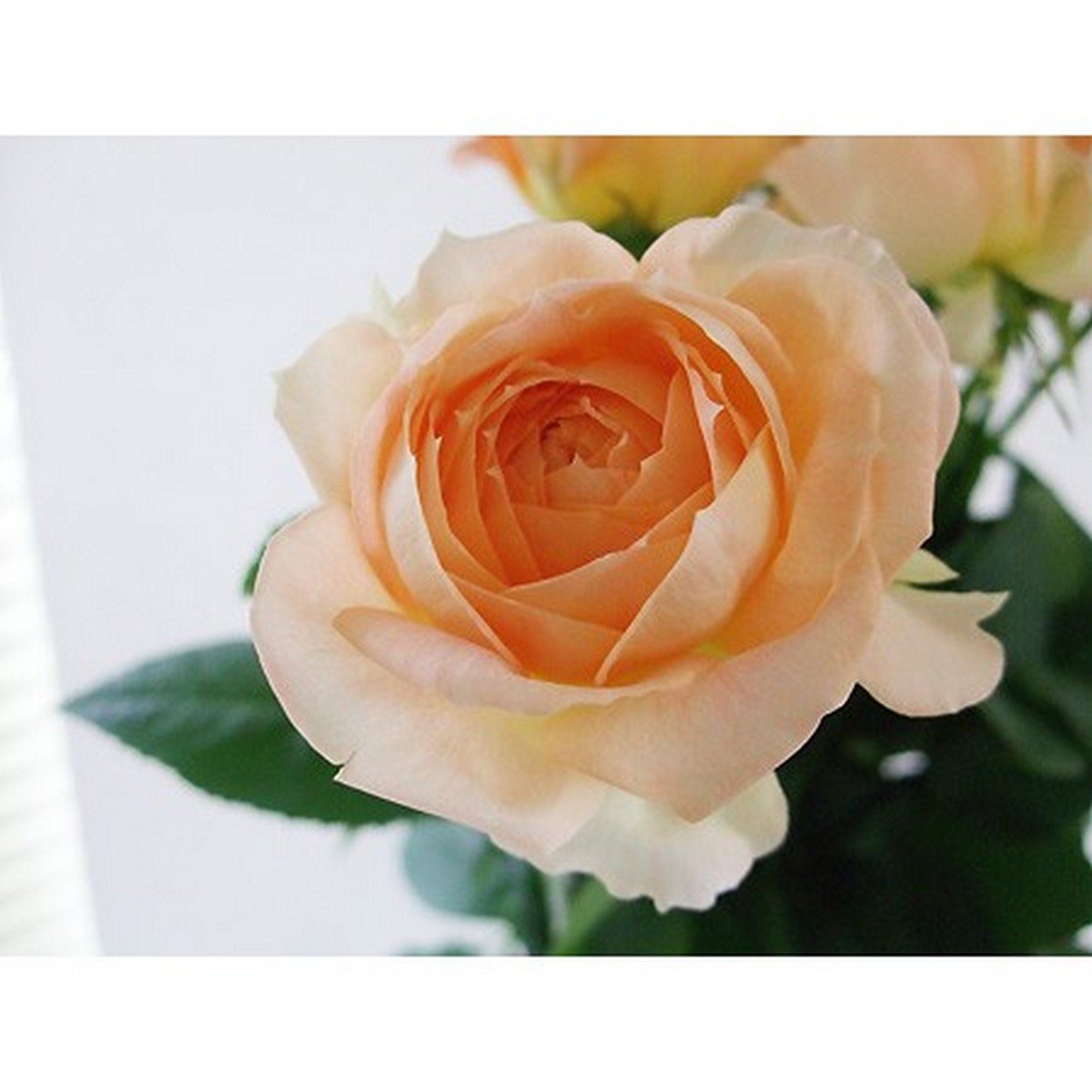 こっれはすっぎょし！キッラキラのオレンジゴールドルチルたん！！ぎゃー！