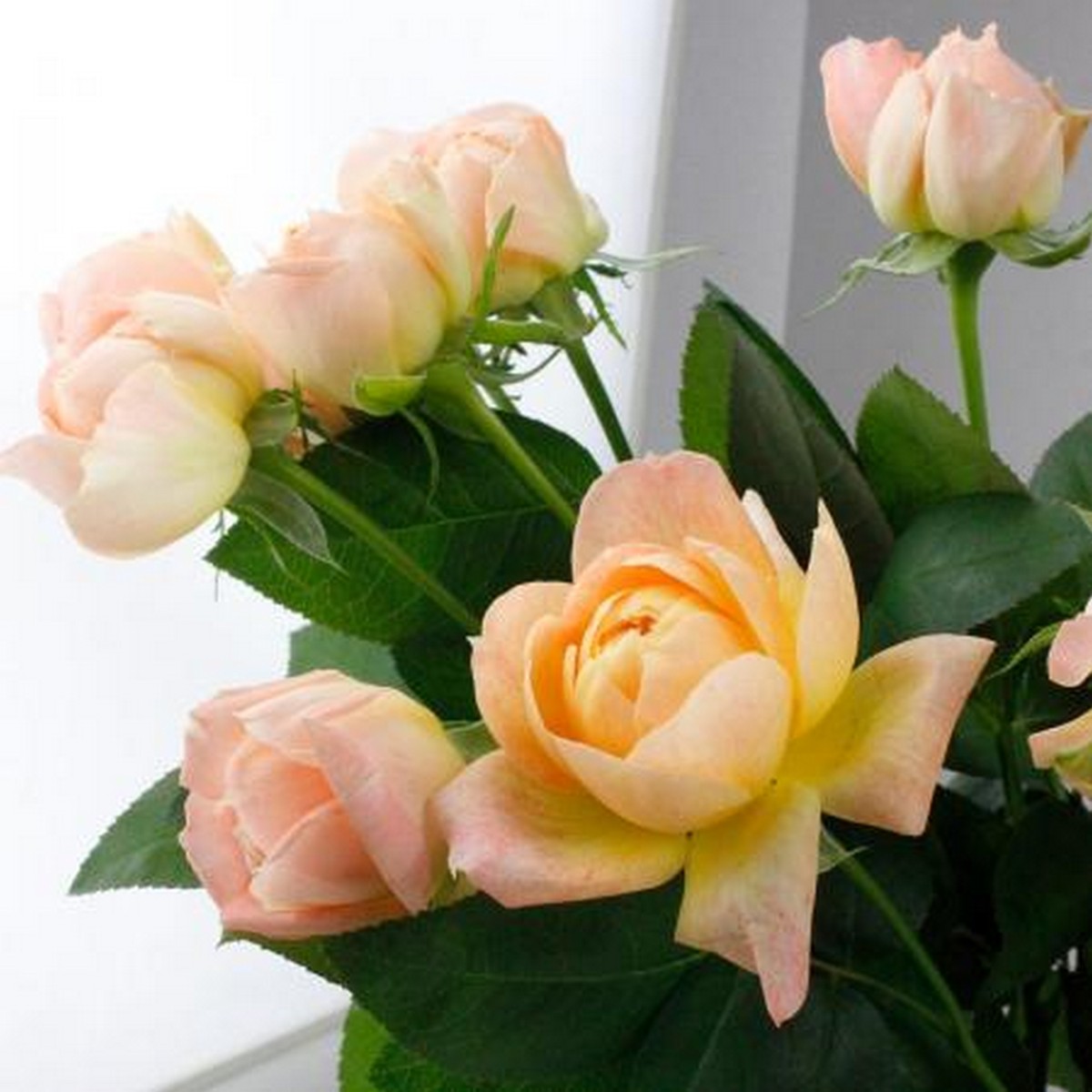 直前!】バラ モンシュシュ(淡いオレンジ カップ咲き・小ぶり品種)栃木