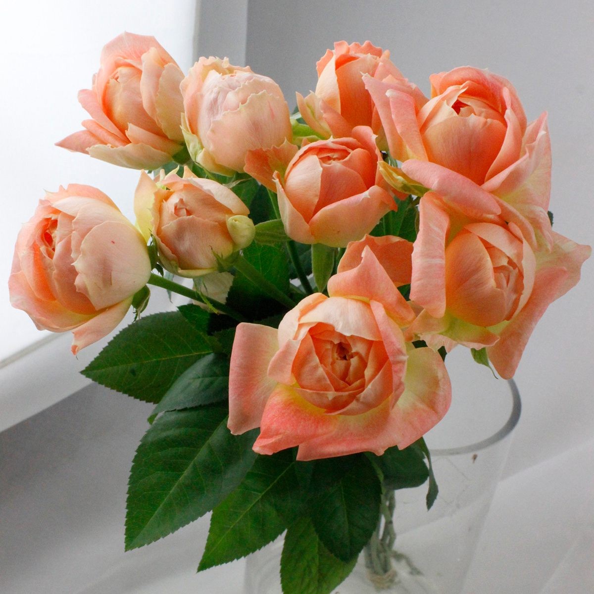 直前!】バラ モンシュシュ(淡いオレンジ カップ咲き・小ぶり品種)栃木