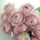 08直前!SE】バラ オール4ハート+(淡いピンク) 70センチ 掛川市