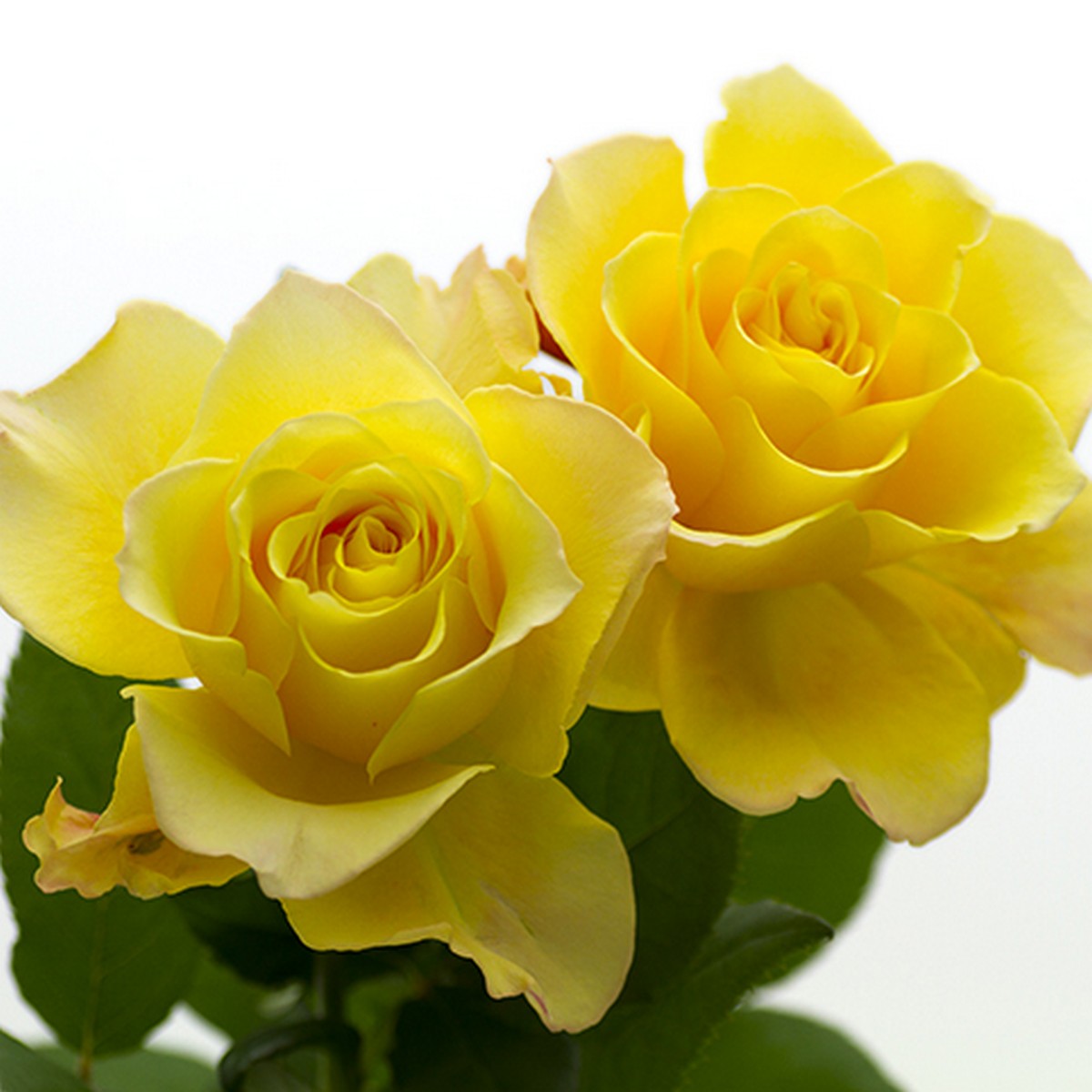 直前】【生花】前橋バラ組合 バラ ブリッツ+ - 花材通販はなどん