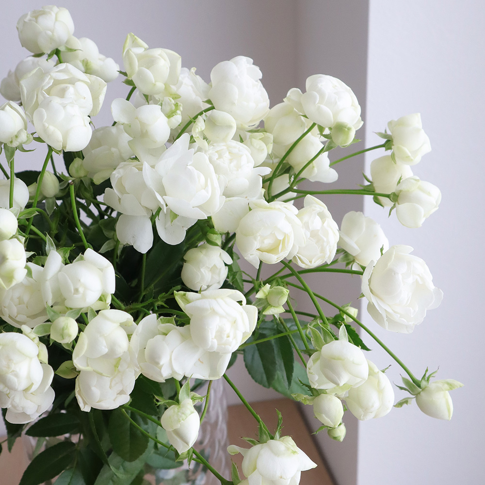 生花 Spバラ スプレーウィット オールド咲白 40センチ 通販 はなどんやアソシエ