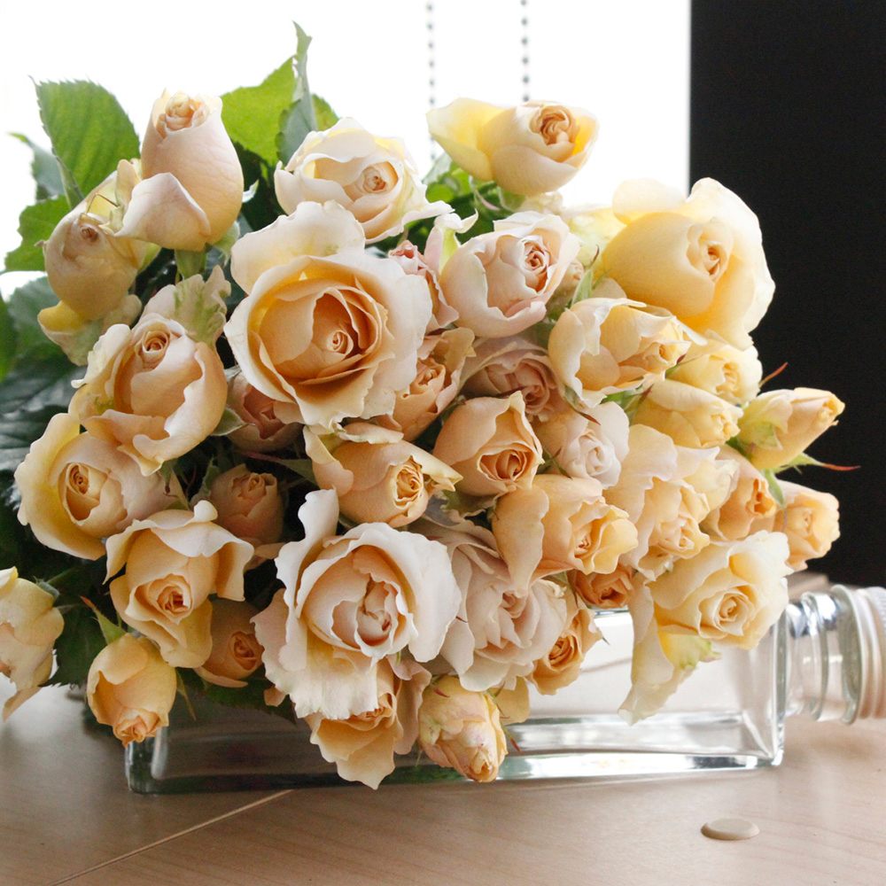 08直前!0513SE】SPバラ ノーブルサラ 70cm - 花材通販はなどんや