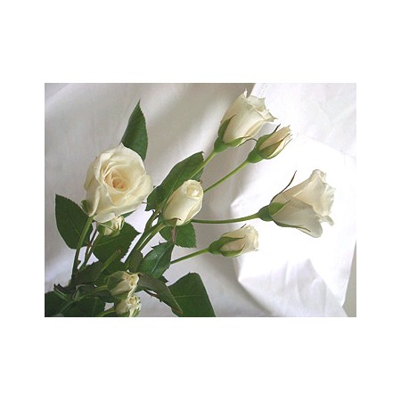 生花 Spバラ プリンセス オフホワイト 通販 はなどんやアソシエ