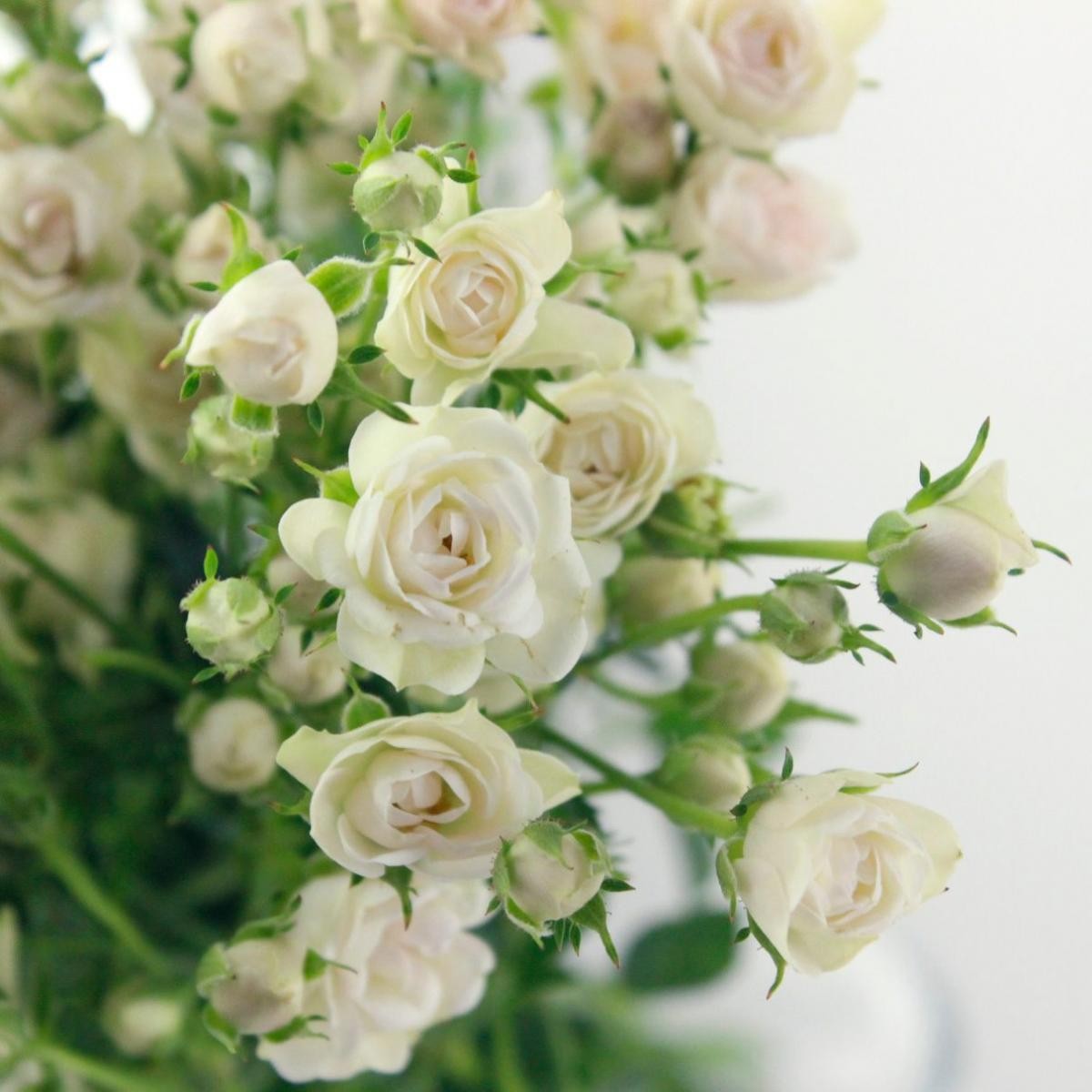 薔薇　額 Amazon.co.jp: 絵画「赤いバラ」インテリア 絵 花 アートパネル