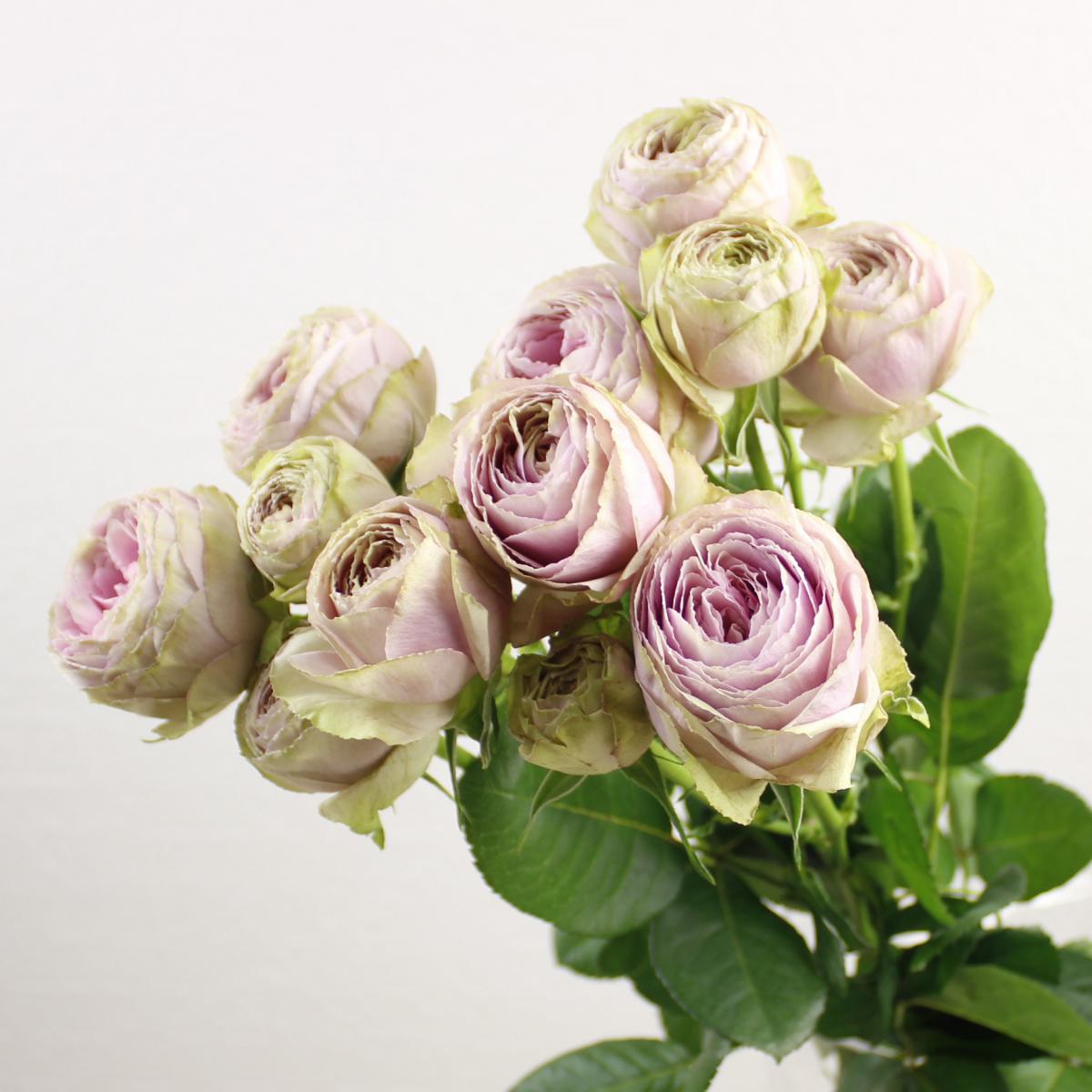 08直前se Spバラ ピンクレース 大輪カップ咲き 60cm 東予園芸 生花 通販 はなどんやアソシエ 08直前se Spバラ ピンクレース 大輪カップ咲き 60cm 東予園芸 生花 通販 はなどんやアソシエ