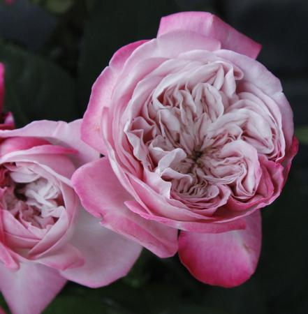 【生花】SPバラ　パリス　ひまわり農協50　　【OT】