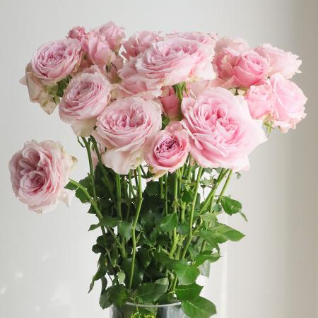 【08直前FJ】初入荷!SPバラ 　フェデベール(ピンク)50cm　浅野園芸