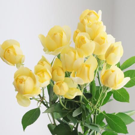 黄エール sy 5枚 エリートスパーク バラ売り不可 生花】SPバラおまかせ 黄色(品種おまかせ)シューティングスター