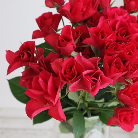 【08直前!】SPバラ  ハイウェイスター(赤)遠州夢咲