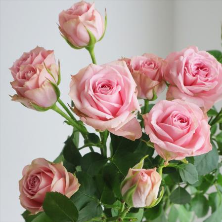 【生花】SPバラ　ストロベリーワルツ(ピンク)40CM 金田バラ園【OT】