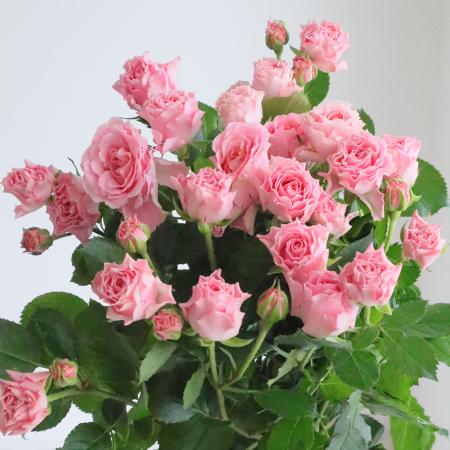 【直前!!!】バラ　グッド・タフィー+　ピンク　50cm　國枝バラ園