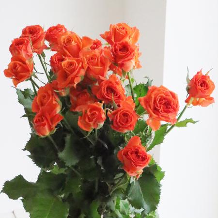 【直前!!】SPバラ　オレンジバル—ン+(オレンジ)50cm國枝バラ園