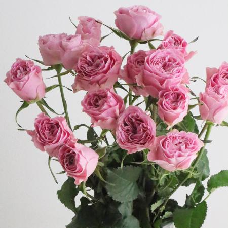 【08直前SE!】SPバラ　エセリアル・グロウ(ピンク)　50cm國枝バラ園