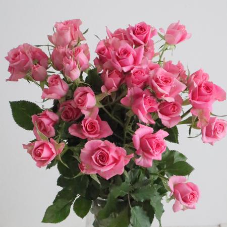 【直前】SPバラ　ピルエット(ピンク)40CM- 金田バラ園