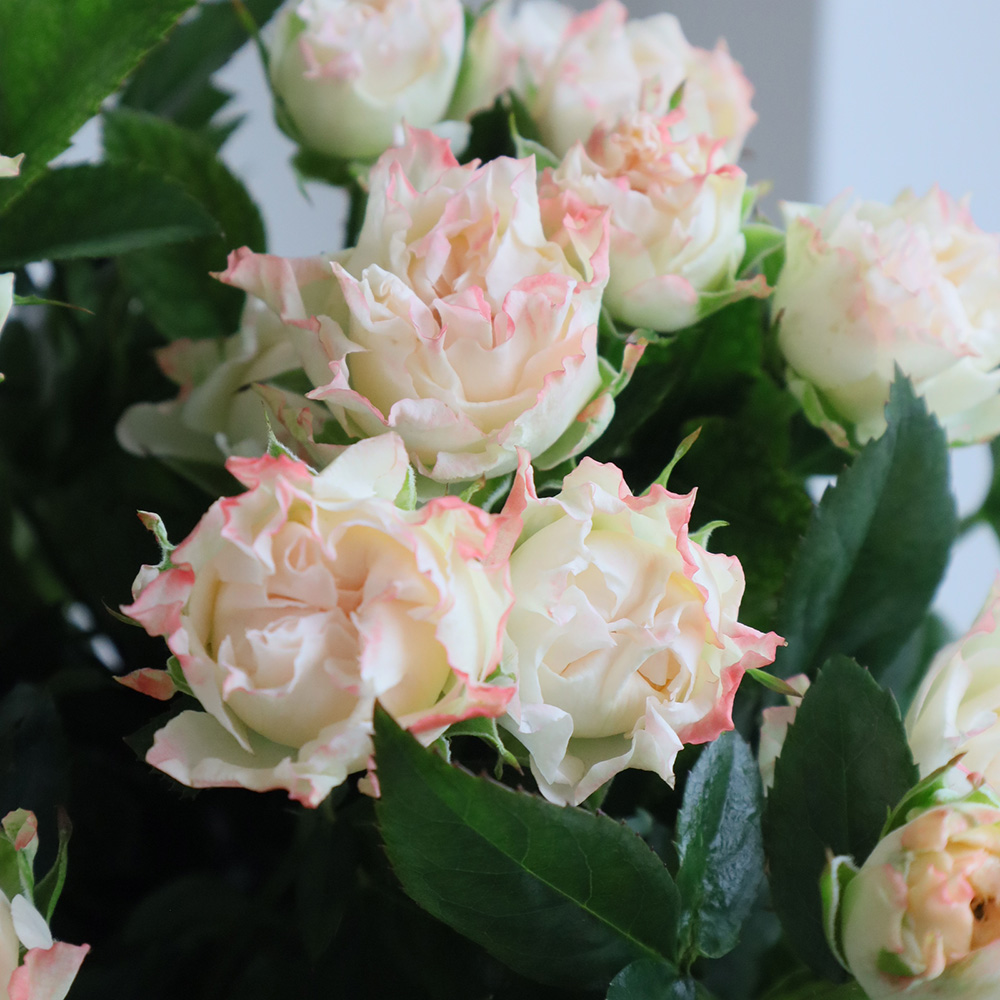 ロングコート　ビッグカラー　花柄　薔薇　手染め　モチーフ　WHITE フラワー電報】祝電（友禅和紙・西陣織）と花束 白バラ(ホワイトローズ
