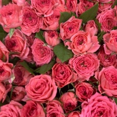 【08直前】SPバラ　ストロベリーポロン(ピンク)60CM　浅野園芸