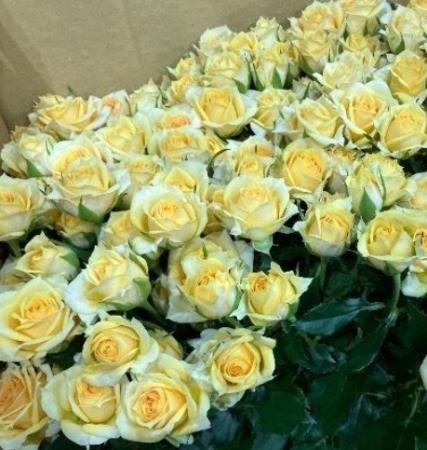 【08直前】SPバラ　リトルハニー(黄色)掛川市農協　50cm【OT】