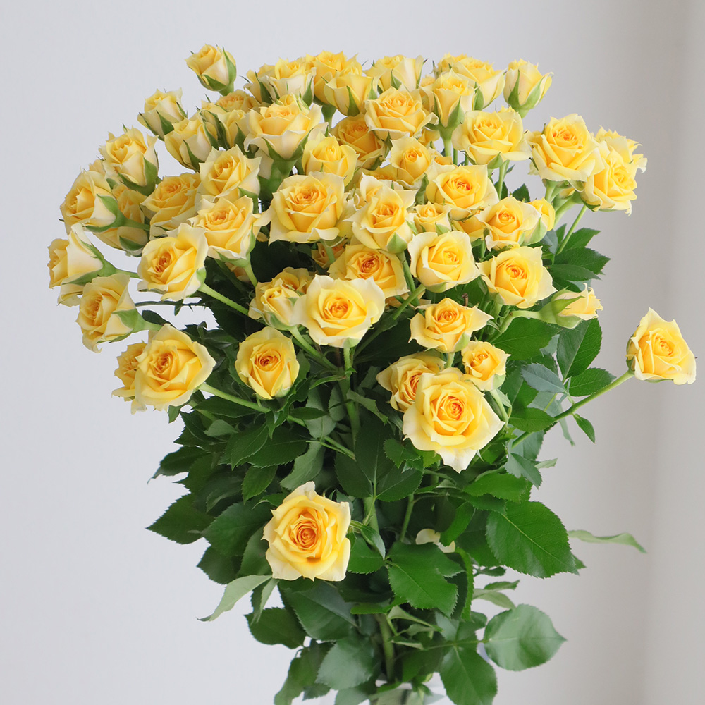 直前!】SPバラ リトルハニー(黄色)掛川市農協 50cm - 花材通販はなどん