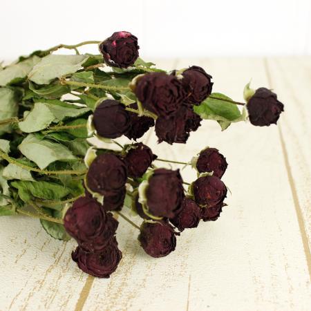 【ドライ】J・flow/SPバラ　タマンゴ(赤):　束3〜5本【XX】