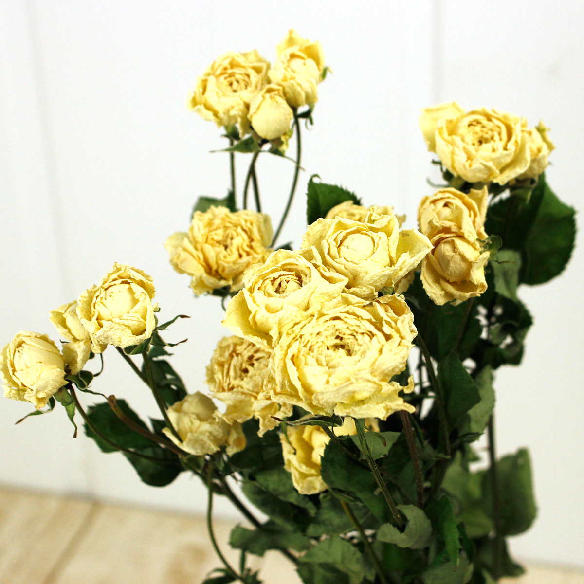 ドライ J Flow Spバラ スイートオールド オフホワイト 束3 5本 Xx 通販 はなどんやアソシエ ドライ J Flow Spバラ スイートオールド オフホワイト 束3 5本 Xx 通販 はなどんやアソシエ