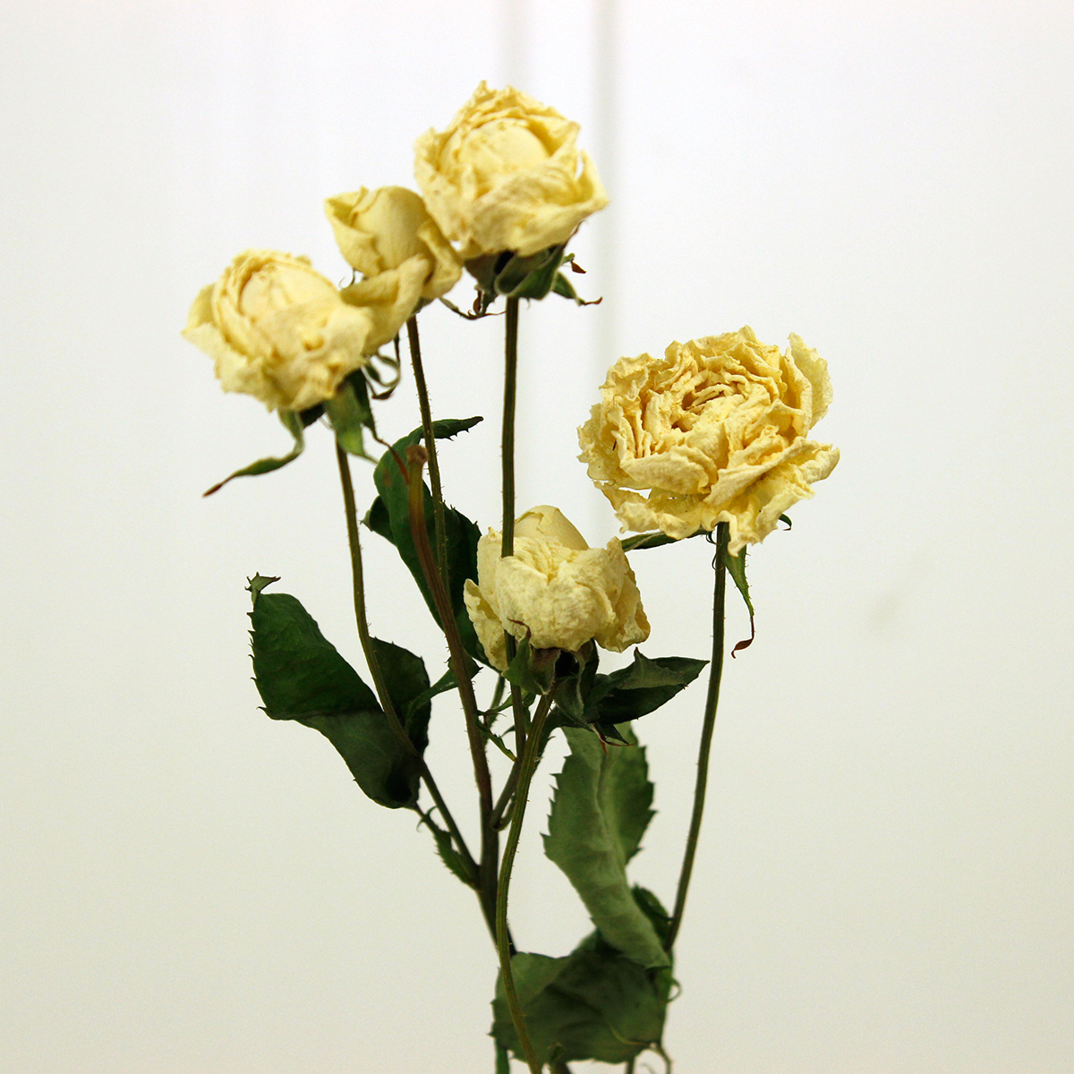 ドライ J Flow Spバラ スイートオールド オフホワイト 束3 5本 Xx 通販 はなどんやアソシエ ドライ J Flow Spバラ スイートオールド オフホワイト 束3 5本 Xx 通販 はなどんやアソシエ